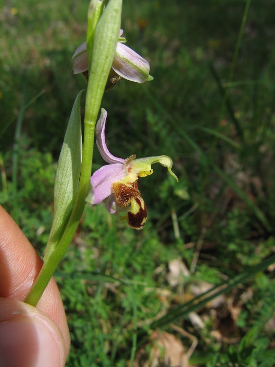 Ophrys apifera